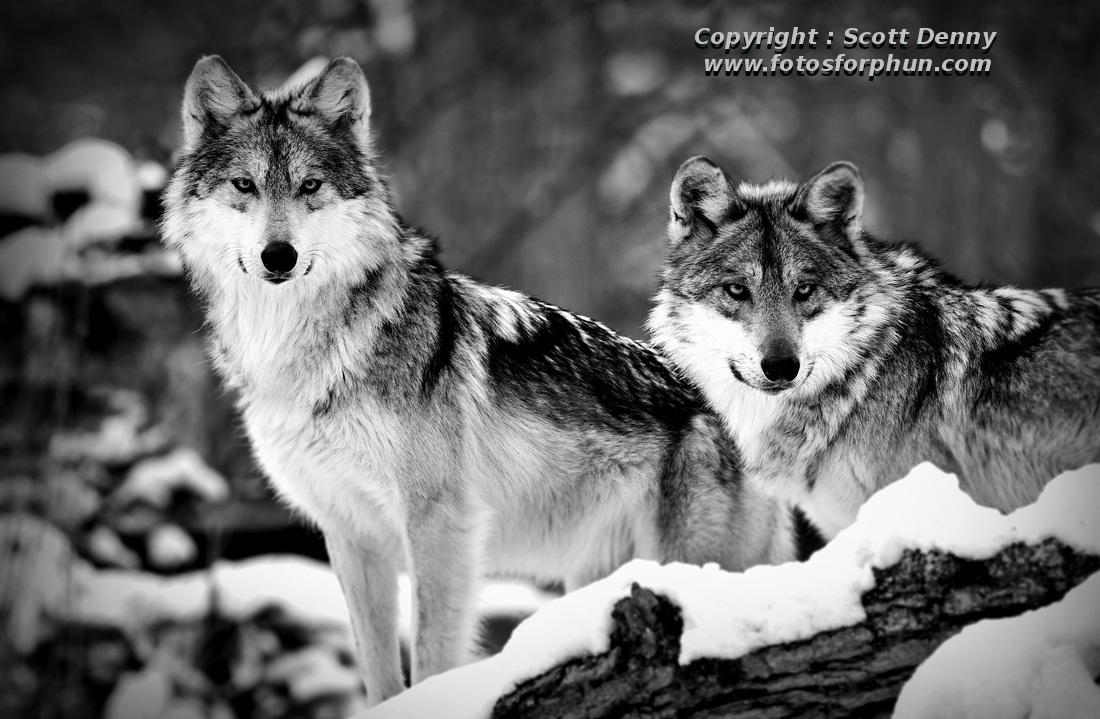 Mexican gray wolves
